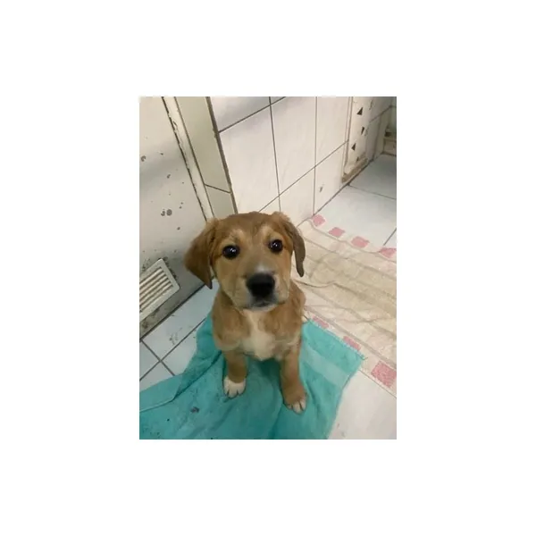 Znaleziono psa, Białystok, 6 lutego 2025