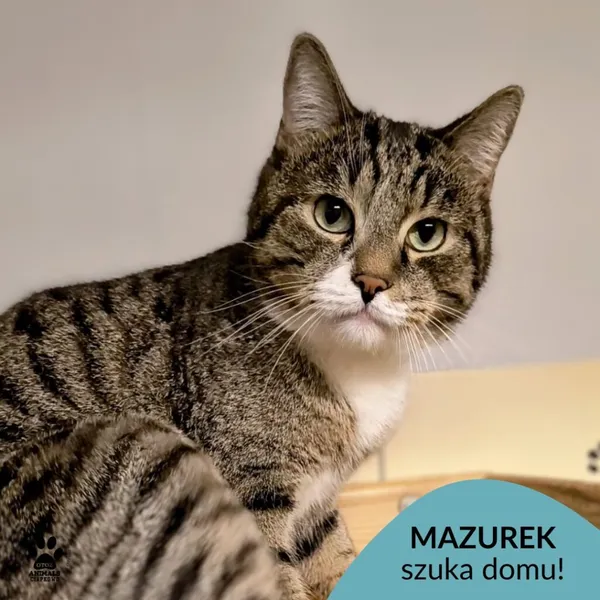 Kot do adopcji, Gdynia, 6 lutego 2025 (1/4)