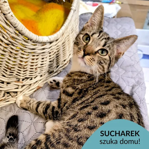 Kot do adopcji, Gdynia, 6 lutego 2025 (1/5)