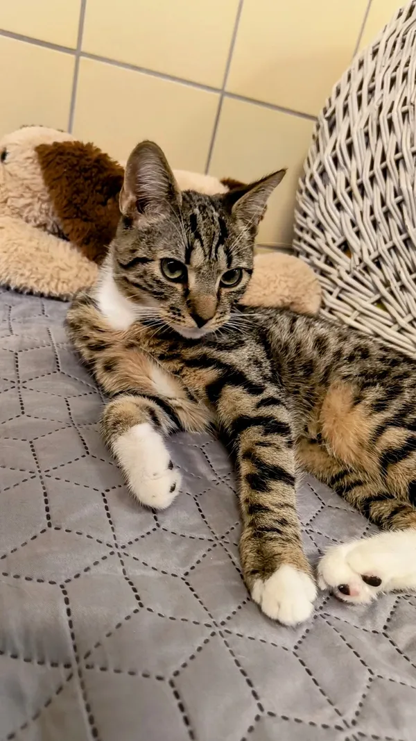 Kot do adopcji, Gdynia, 6 lutego 2025 (5/5)