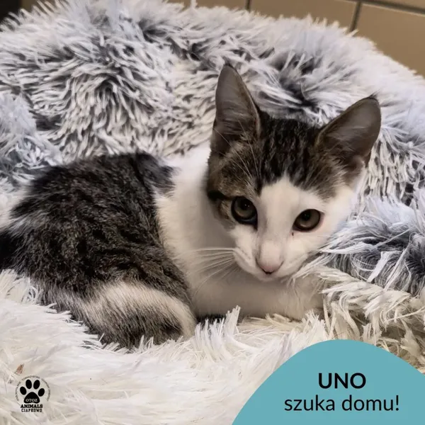 Kot do adopcji, Gdynia, 6 lutego 2025 (1/4)