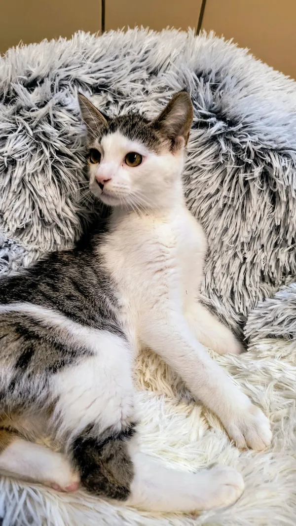 Kot do adopcji, Gdynia, 6 lutego 2025 (2/4)