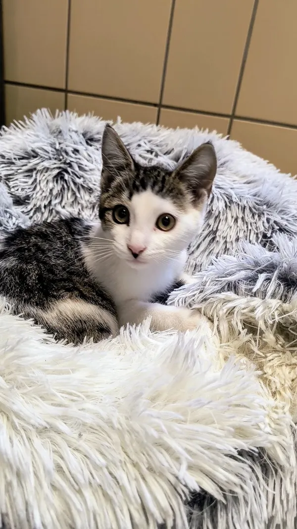 Kot do adopcji, Gdynia, 6 lutego 2025 (3/4)