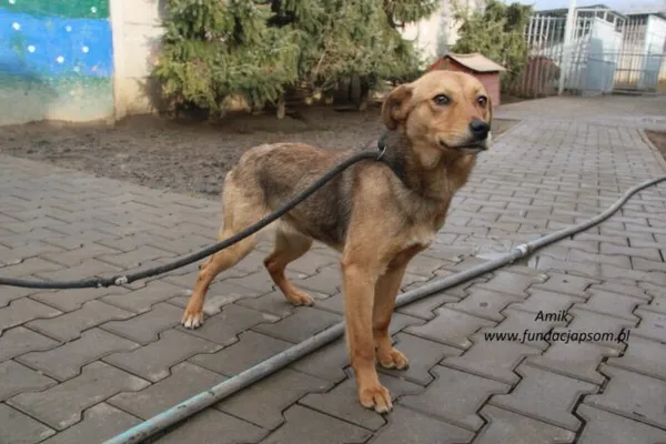 Pies do adopcji, Nowy Dwór Mazowiecki, 6 lutego 2025 (2/5)