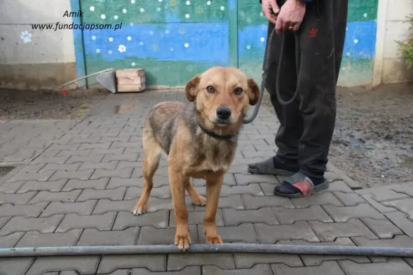Pies do adopcji, Nowy Dwór Mazowiecki, 6 lutego 2025 (3/5)