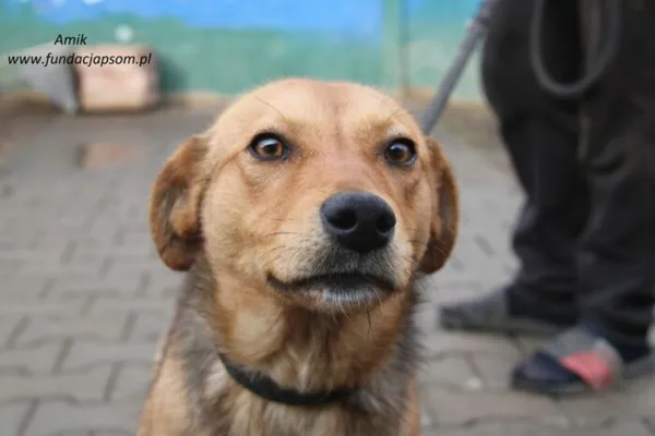 Pies do adopcji, Nowy Dwór Mazowiecki, 6 lutego 2025 (4/5)