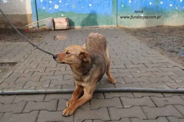 Pies do adopcji, Nowy Dwór Mazowiecki, 6 lutego 2025 (5/5)