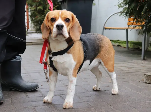 Znaleziono psa, Łódź, 6 lutego 2025 (2/2)