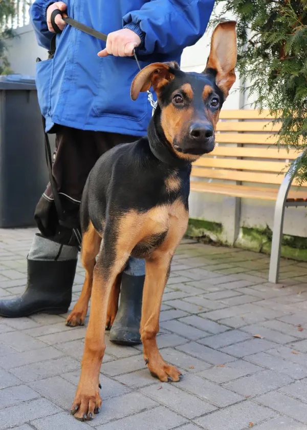 Znaleziono psa, Łódź, 5 lutego 2025 (1/5)