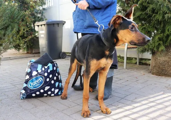 Znaleziono psa, Łódź, 5 lutego 2025 (4/5)