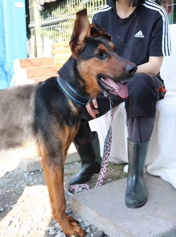 Znaleziono psa, Łódź, 5 lutego 2025 (5/5)