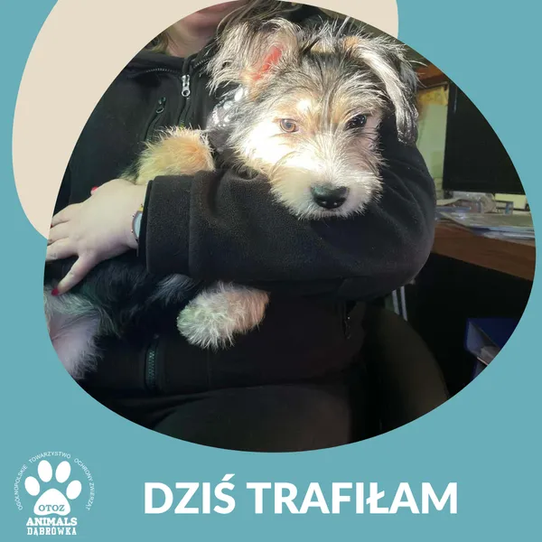 Znaleziono psa, Dąbrówka, 6 lutego 2025