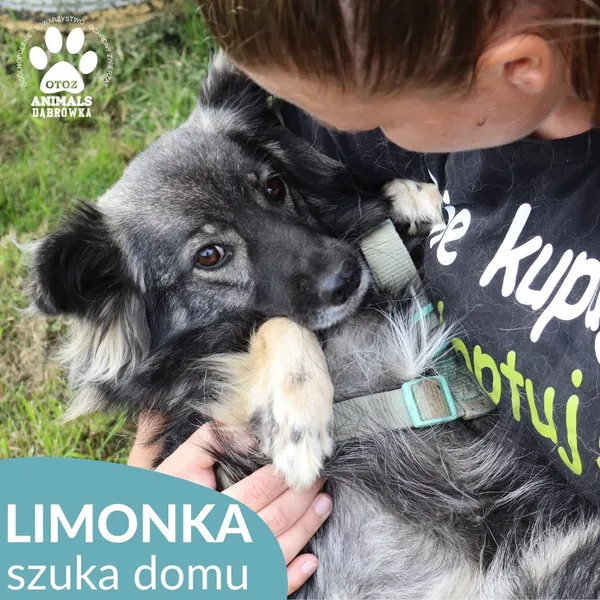 Znaleziono psa, Dąbrówka, 9 października 2026 (1/4)