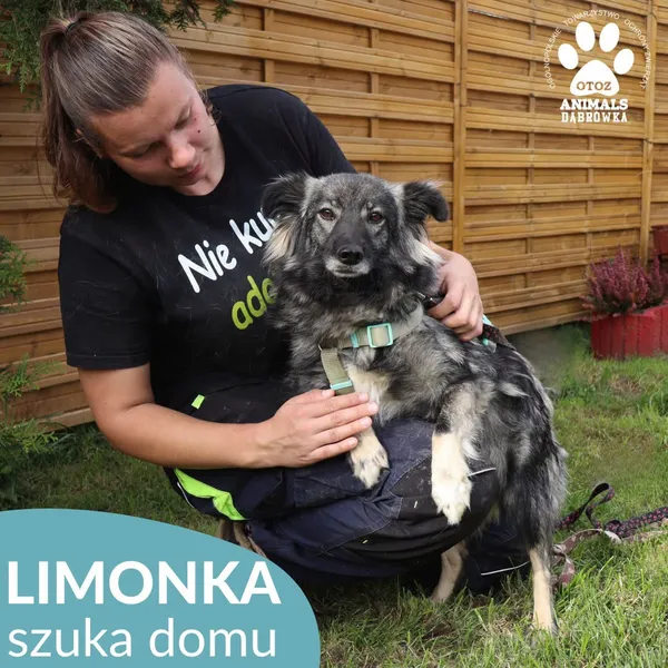 Znaleziono psa, Dąbrówka, 9 października 2026 (2/4)