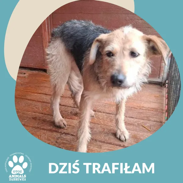 Znaleziono psa, Dąbrówka, 4 lutego 2025