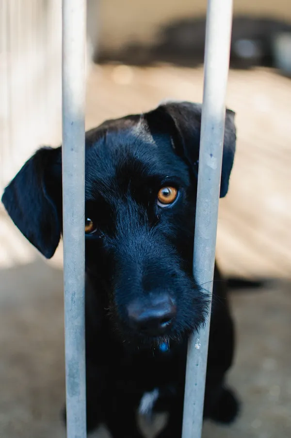 Znaleziono psa, Sosnowiec, 4 lutego 2025 (2/5)