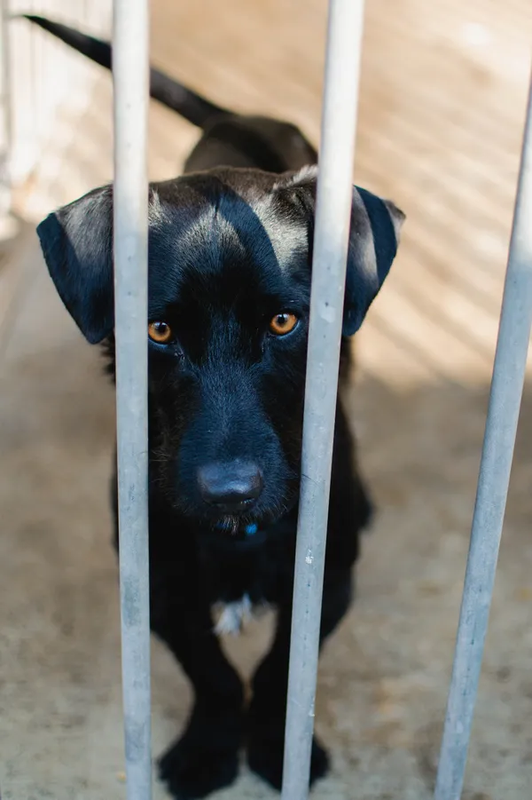 Znaleziono psa, Sosnowiec, 4 lutego 2025 (3/5)