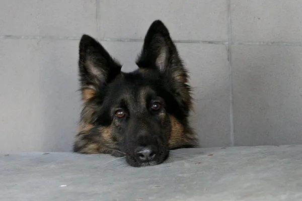 Znaleziono psa, Wałbrzych, 25 stycznia 2025 (2/2)