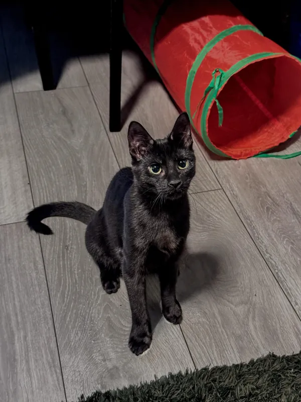 Zaginął kot, Łódź, Łódź-Śródmieście, 7 lutego 2025 (3/5)