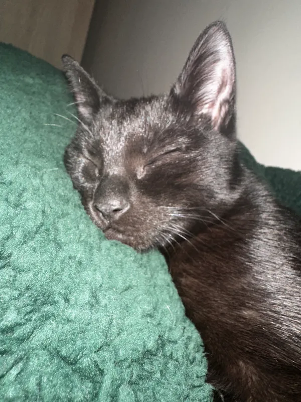 Zaginął kot, Łódź, Łódź-Śródmieście, 7 lutego 2025 (5/5)