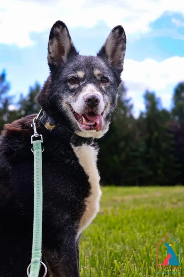 Pies do adopcji, Grudziądz, 21 stycznia 2025 (1/5)