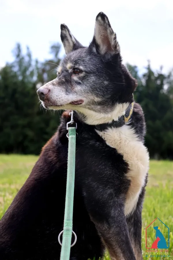 Pies do adopcji, Grudziądz, 21 stycznia 2025 (3/5)