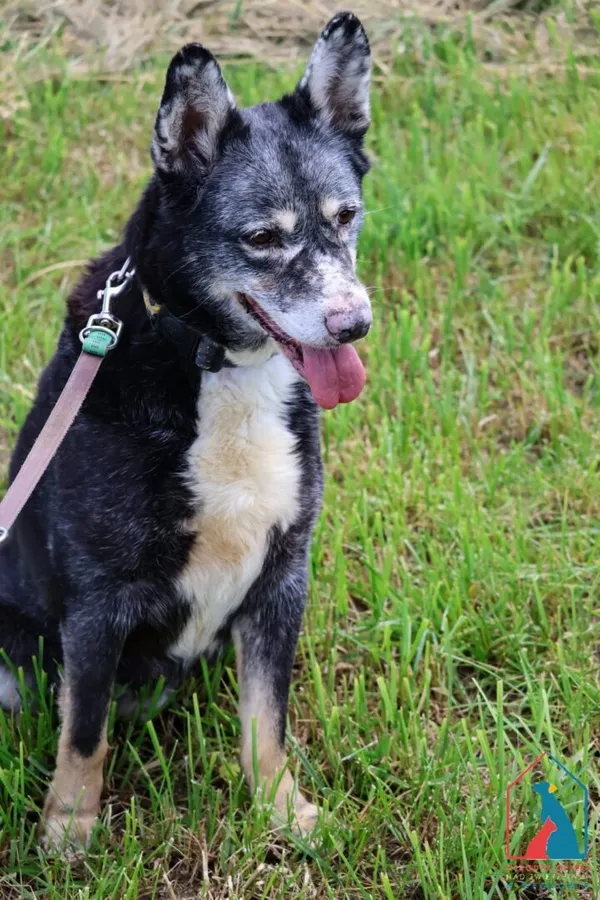 Pies do adopcji, Grudziądz, 21 stycznia 2025 (4/5)