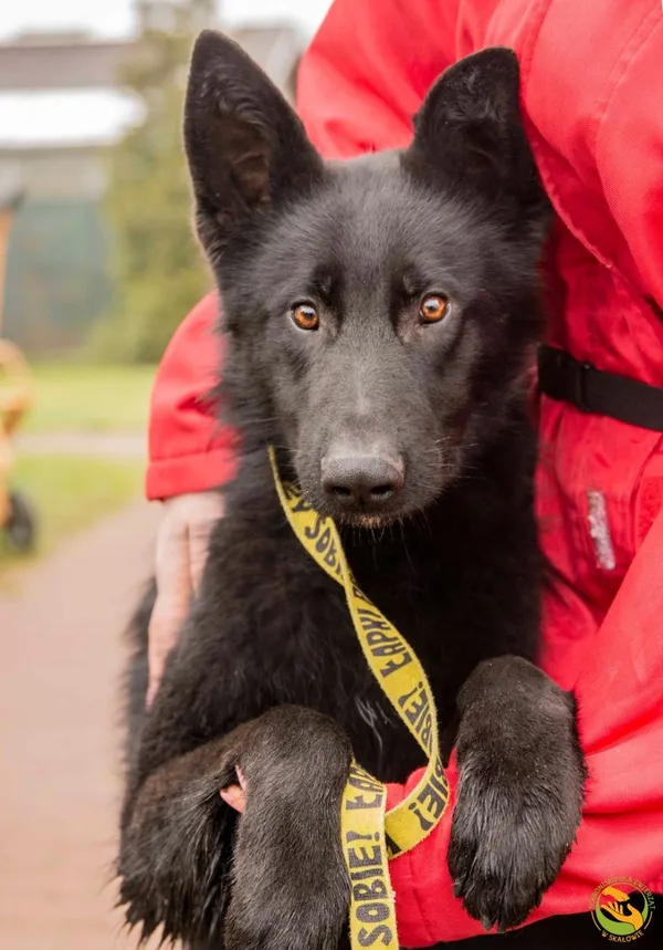 Znaleziono psa, Skałowo, 7 lutego 2025 (1/2)