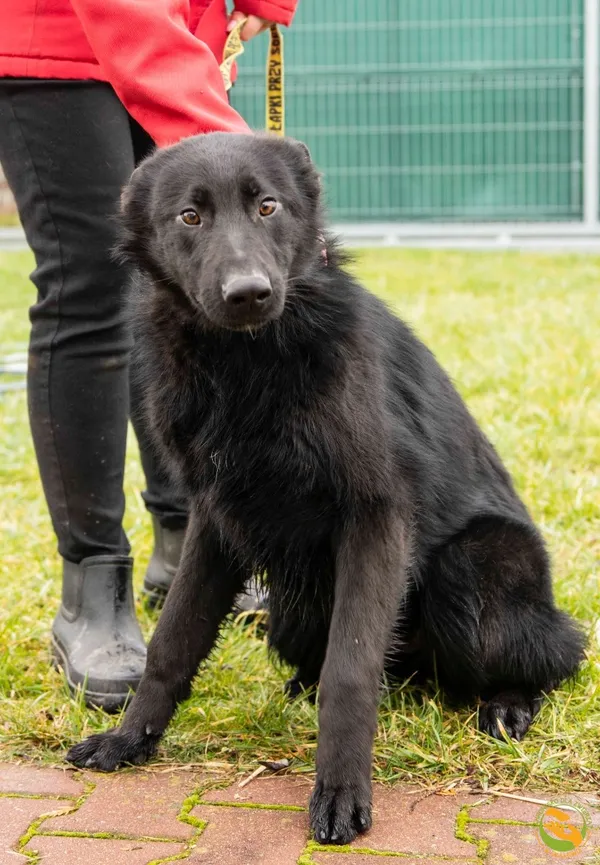 Znaleziono psa, Skałowo, 7 lutego 2025 (2/2)