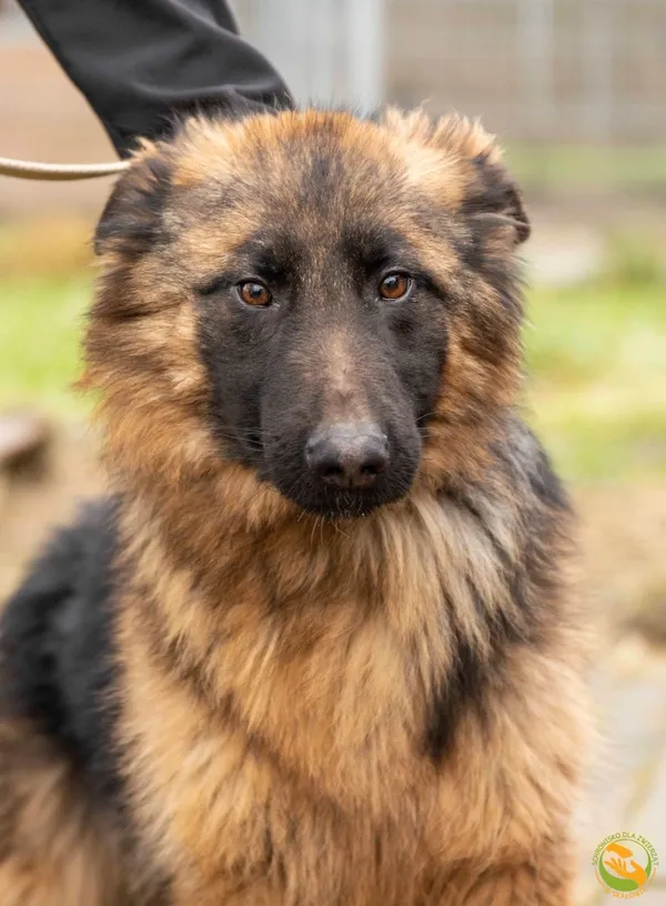 Znaleziono psa, Skałowo, 7 lutego 2025 (1/2)