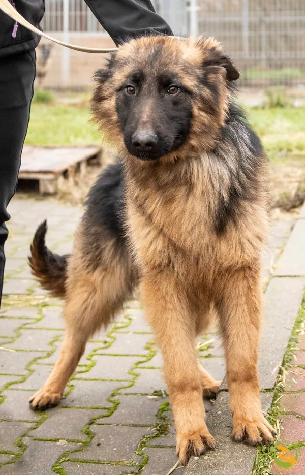 Znaleziono psa, Skałowo, 7 lutego 2025 (2/2)