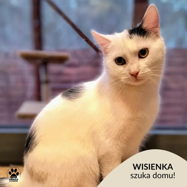 Kot do adopcji, Gdynia, 7 lutego 2025