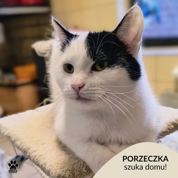 Kot do adopcji, Gdynia, 7 lutego 2025