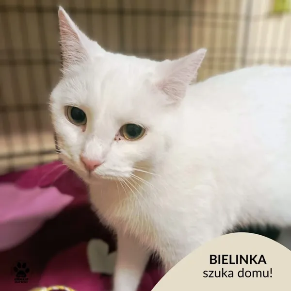 Kot do adopcji, Gdynia, 7 lutego 2025