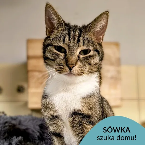 Kot do adopcji, Gdynia, 7 lutego 2025