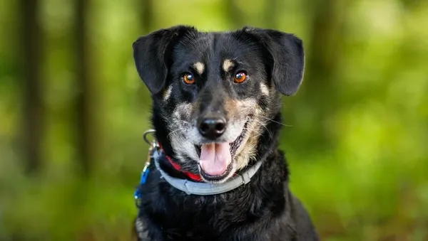 Pies do adopcji, Elbląg, 21 maja 2024 (1/5)