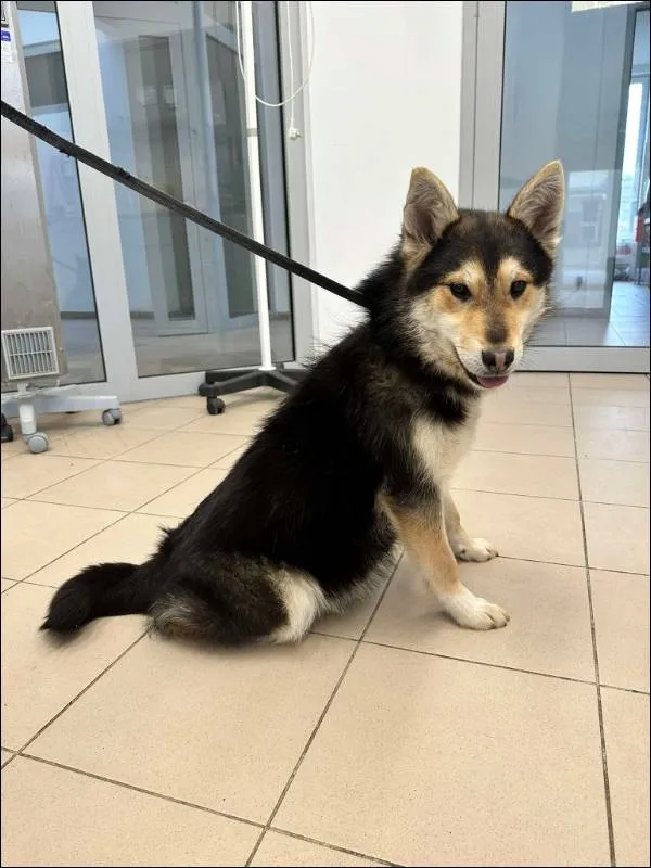 Znaleziono psa, Grudziądz, 7 lutego 2025