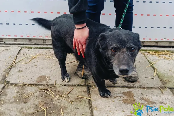 Pies do adopcji, Racławice, 5 lutego 2025 (1/5)