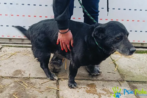 Pies do adopcji, Racławice, 5 lutego 2025 (2/5)