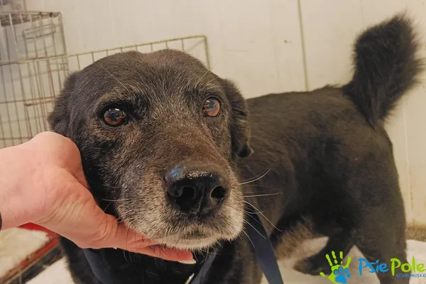 Pies do adopcji, Racławice, 5 lutego 2025 (3/5)