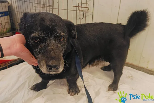 Pies do adopcji, Racławice, 5 lutego 2025 (4/5)