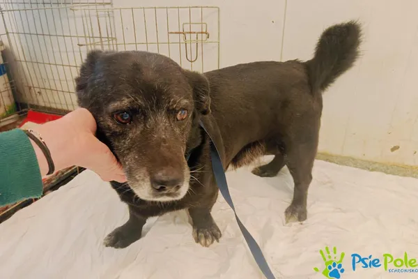 Pies do adopcji, Racławice, 5 lutego 2025 (5/5)