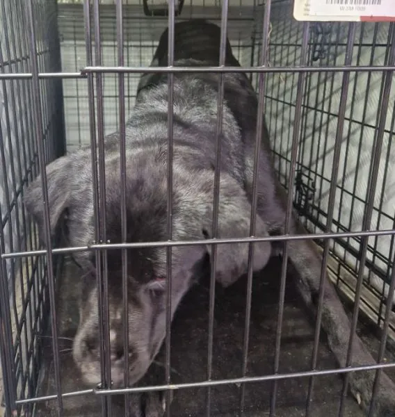 Znaleziono psa, Radom, 6 lutego 2025