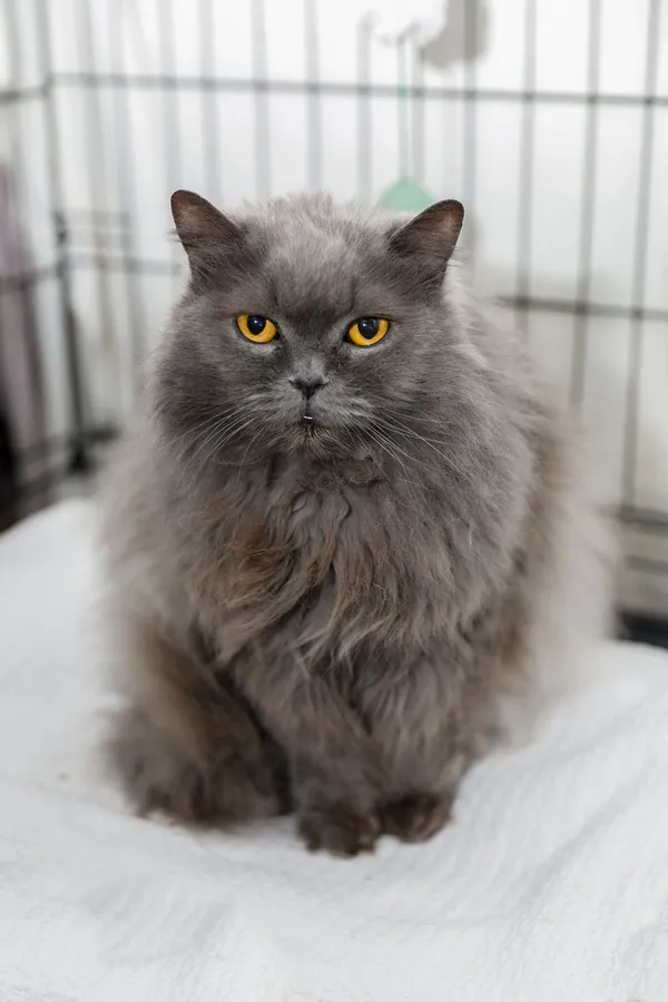 Kot do adopcji, Elbląg, 7 lutego 2025 (2/4)