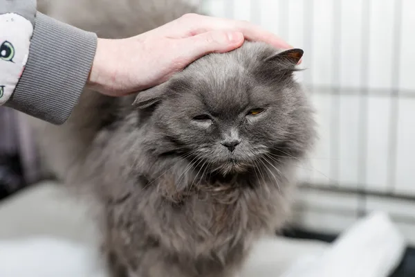 Kot do adopcji, Elbląg, 7 lutego 2025 (3/4)