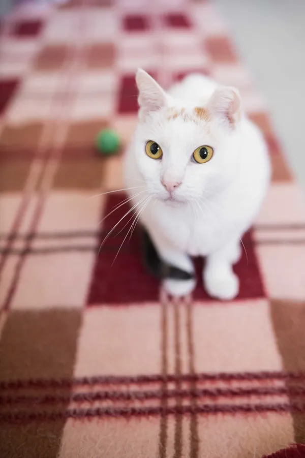 Kot do adopcji, Sosnowiec, 24 listopada 2024 (5/5)