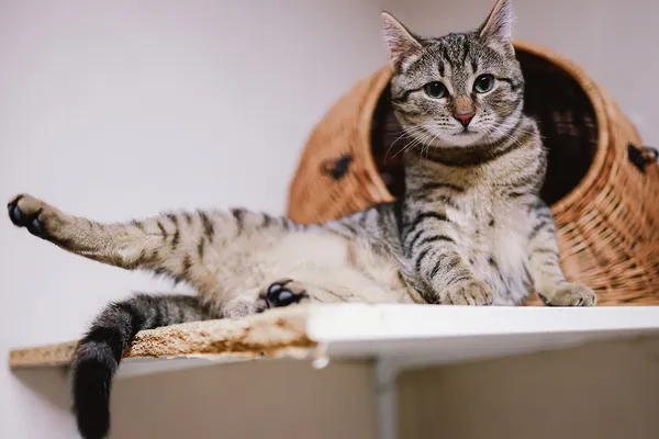 Kot do adopcji, Sosnowiec, 6 stycznia 2025 (1/4)