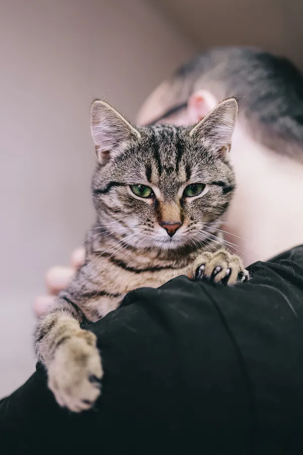 Kot do adopcji, Sosnowiec, 6 stycznia 2025 (2/4)