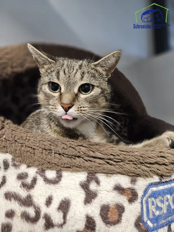 Kot do adopcji, Szczecin, 10 października 2024 (1/2)