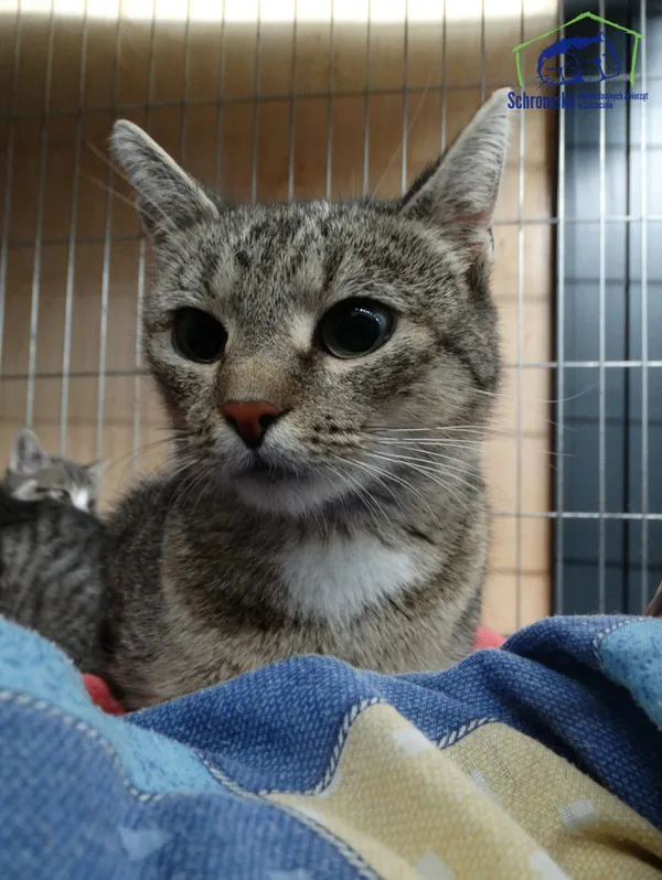 Kot do adopcji, Szczecin, 10 października 2024 (2/2)